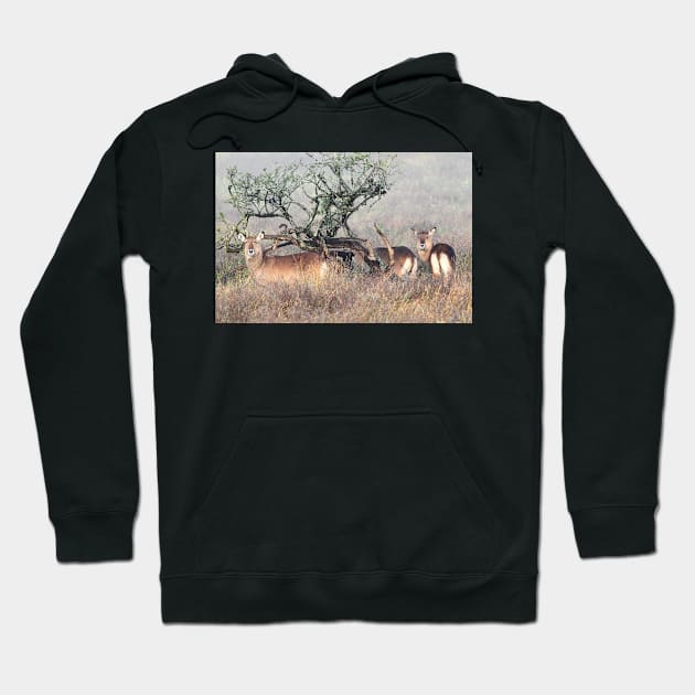 De Fassa Waterbuck, Lake Nakuru, Kenya Hoodie by Carole-Anne